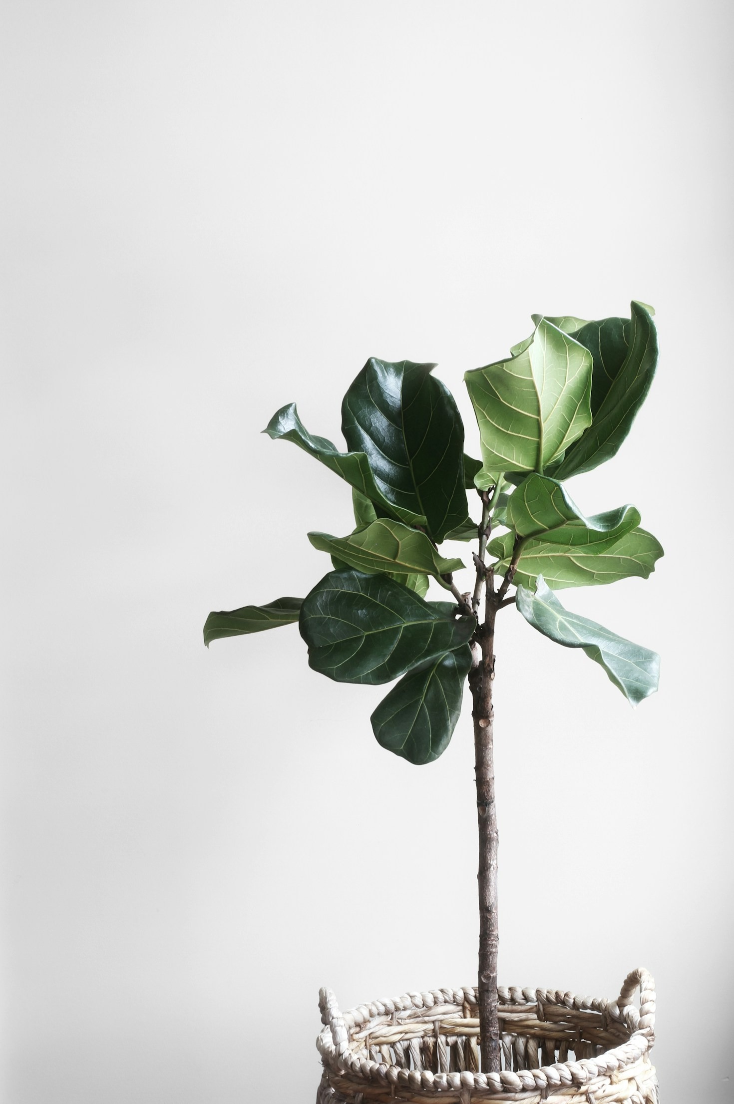 Jardinagem para iniciantes