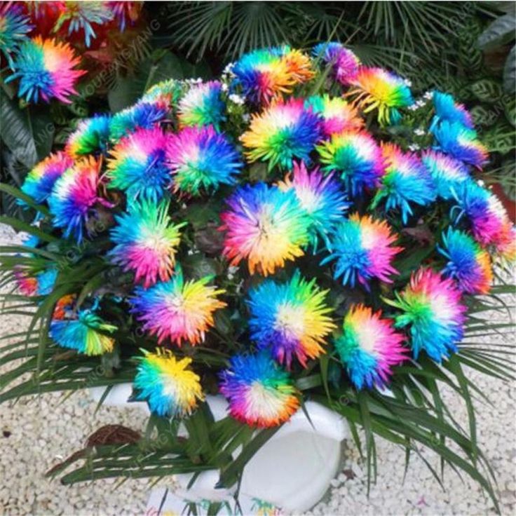 500 sementes Rainbow Crisântemo Sementes De Flores Raras pra vasos e jardins top