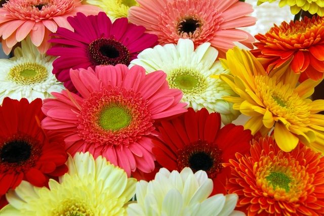 6 plantas que purificam o ar (e melhoram a saúde)