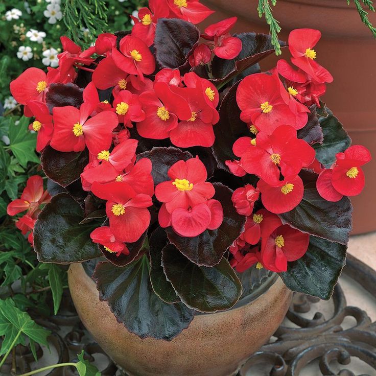 Bada Boom Scarlet Begonia