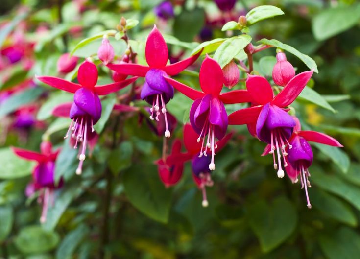 Brincos-de-princesa, flores majestosas