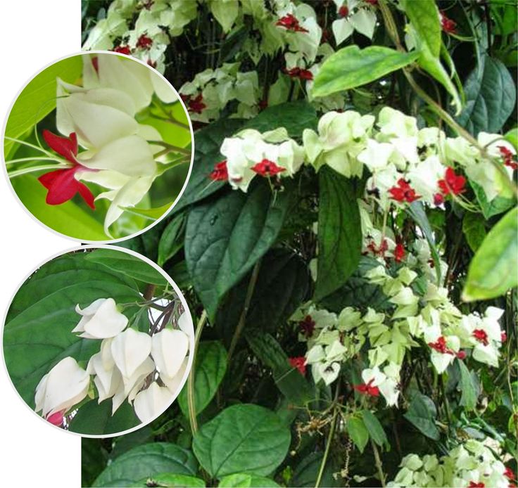 Clerodendro _ Árbol del destino