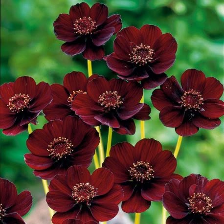 Cosmos Chocolate