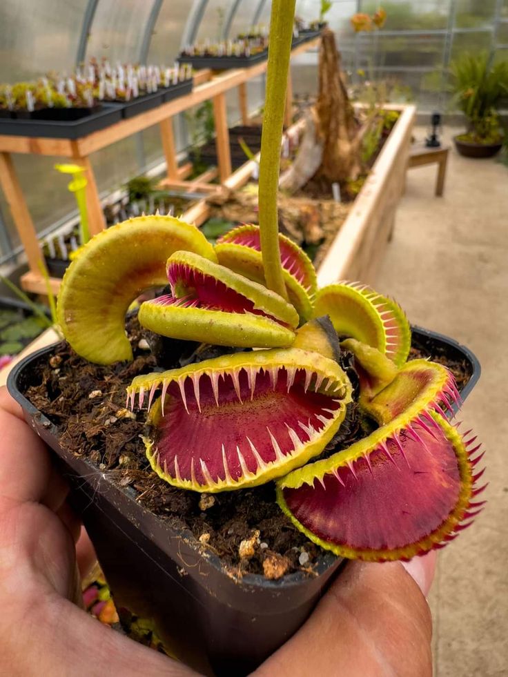 Dionaea Tutankhamon