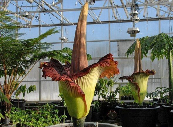 FLOR CADÁVER- amorphophallus titanum