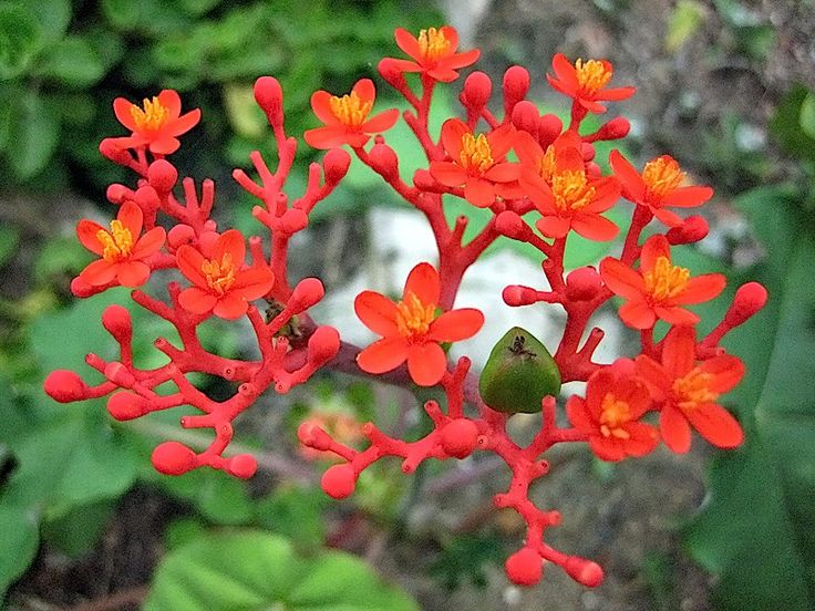 Flor de coral - Jatropha multifida - Flores e Folhagens