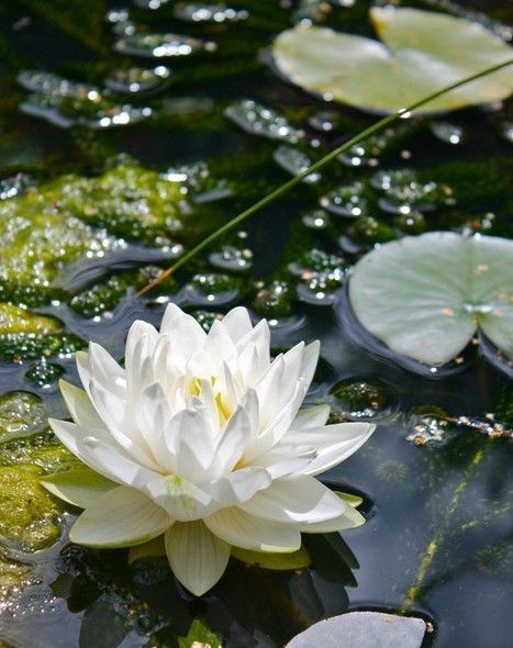 Flor de lótus_ Qual o significado dessa linda flor_