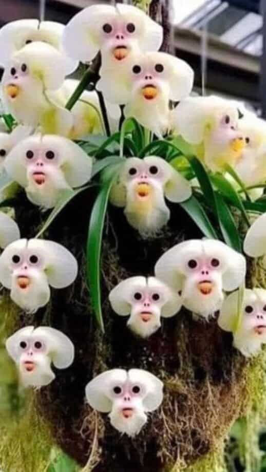 Flowers that look like animals