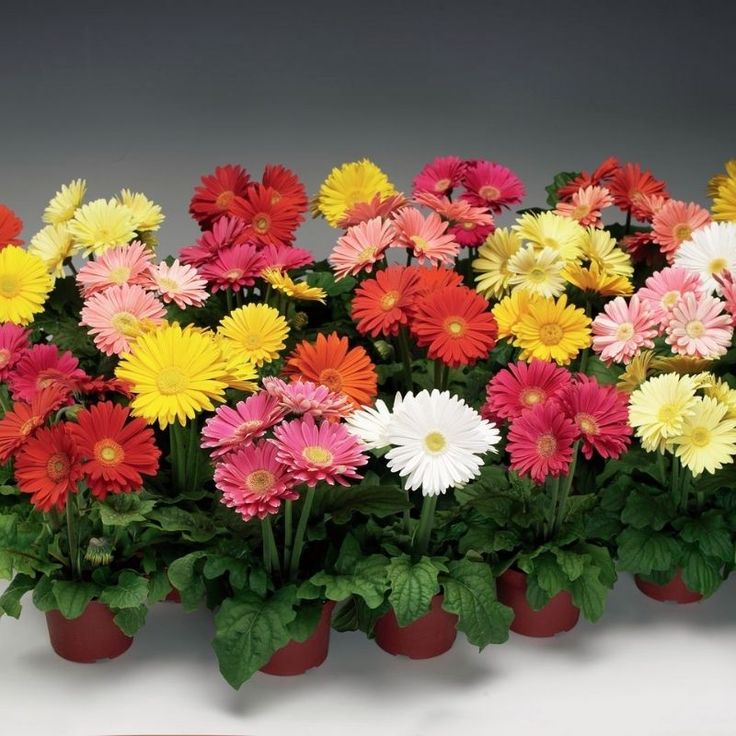 Gerbera Jaguar Mix F1 Seed - RAW _ 100 seeds _ UNTREATED