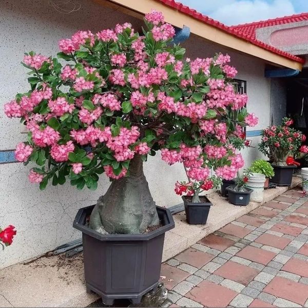 Helena - Rosas do Deserto Sem Segredos