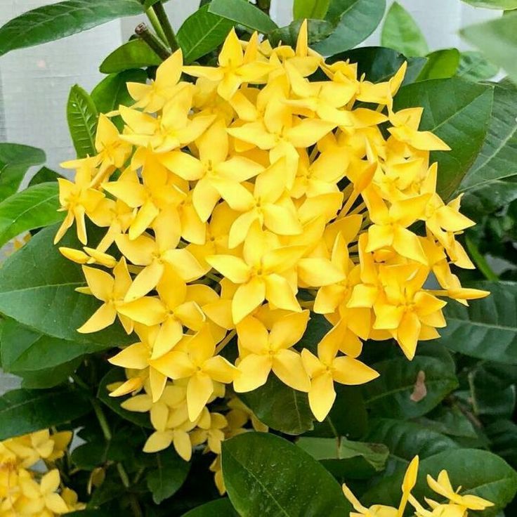 Ixora 'Sunshine'