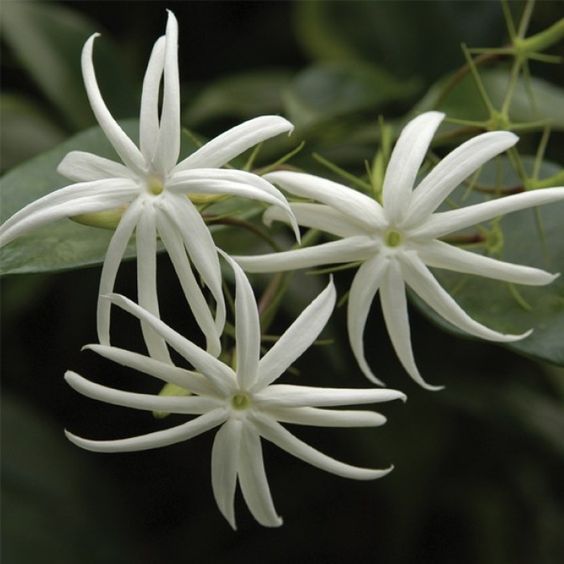 Jasmim estrela (jasminum nitidum)