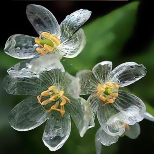 La flor de cristal