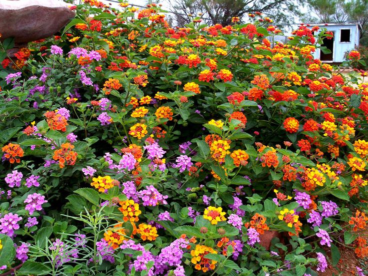 Lantana