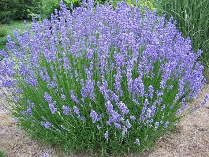 Lavanda_ Como Cultivar, 5 Principais Tipos E Benefícios (1)