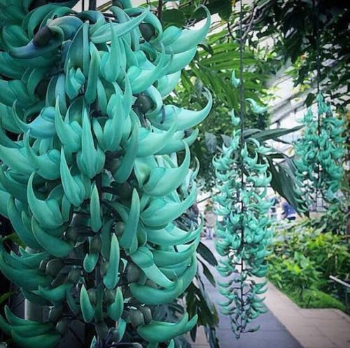 Mudas Da Trepadeira Jade Azul