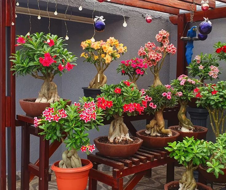 Rosas do deserto