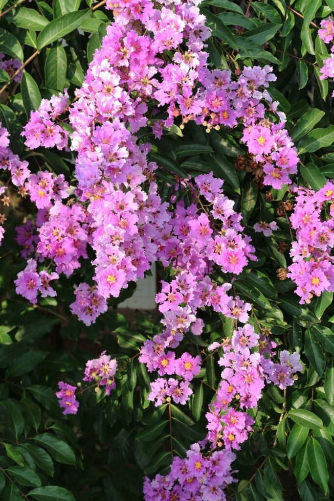 Tree flower (Lagerstroemia speciosa) purple very beautiful, this is a lot of plants growing in the largest city in Vietnam