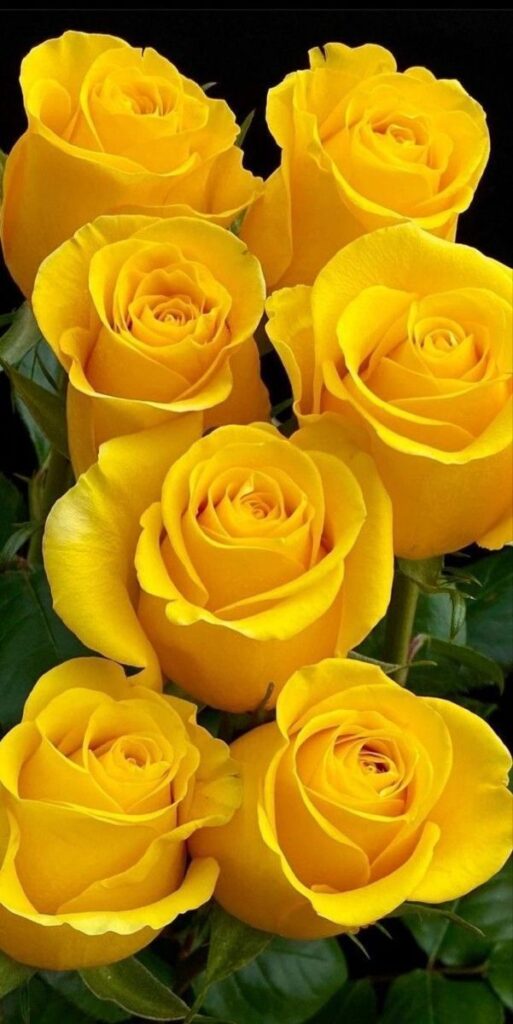i love yellow roses becuse this reminds of the sunset