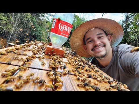 NUNCA faça ALIMENTAÇÃO de ABELHA SEM FERRÃO sem antes ver isso!!!